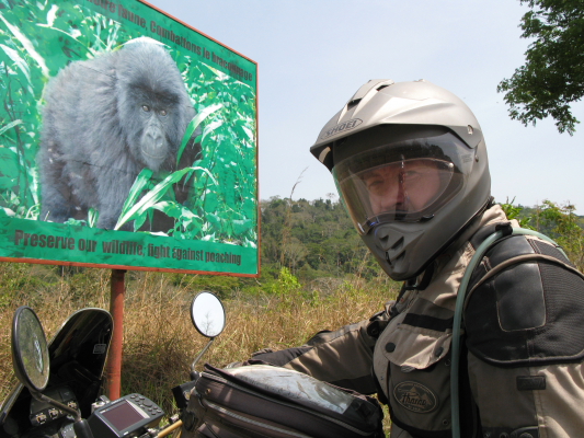 the only way to see gorillas for free in cameroun.JPG